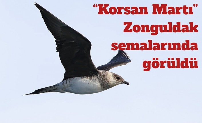 “Korsan Martı” Zonguldak semalarında görüldü
