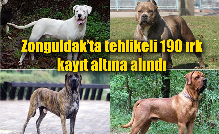 Zonguldak’ta tehlikeli 190 ırk kayıt altına alındı
