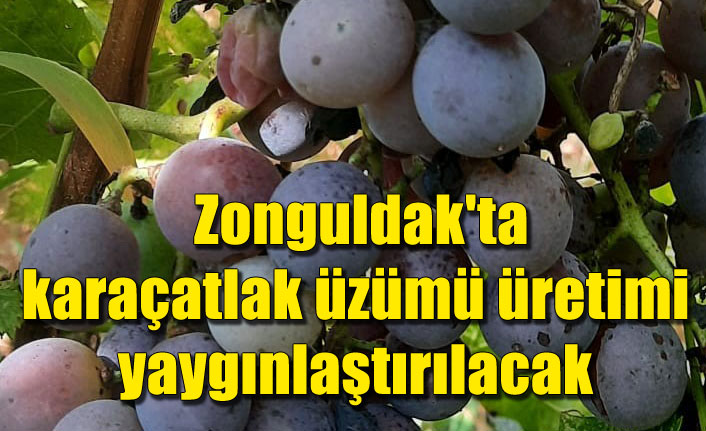  Zonguldak'ta karaçatlak üzümü üretimi yaygınlaştırılacak