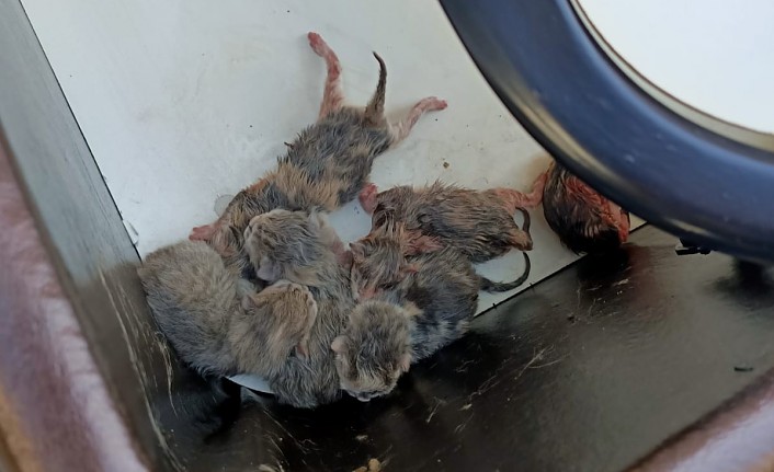 Baza içerisinde mahsur kalan yavru kedileri itfaiye kurtardı
