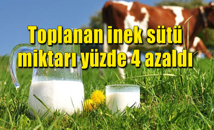 Toplanan inek sütü miktarı yüzde 4 azaldı