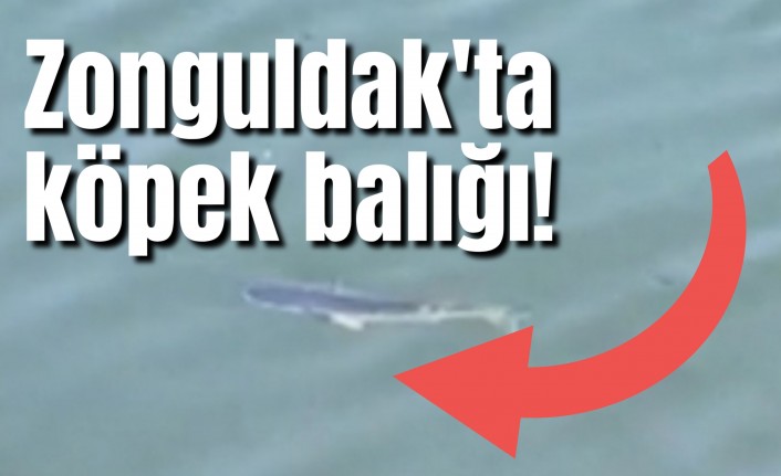 Zonguldak'ta köpek balığı!