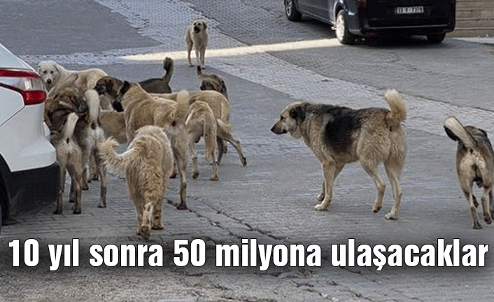 Başıboş köpek nüfusu 10 yıl sonra 50 milyona ulaşacak