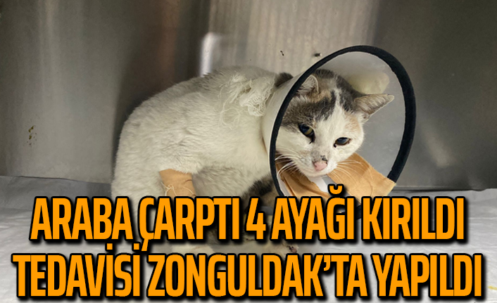 Araba çarptı 4 ayağı kırıldı, tedavisi Zonguldak’ta yapıldı